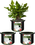 3-Pack 10 Gallon Plant Grow Bags, Thickened Nonwoven Fabric Pots with Handles,Sturdy Garden Planters Aeration Gardening Container to for Plants, Vegetables, and Flowers