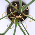 Monstera Plant Stem Support Set of 5 - Durable 7.5in Indoor Stabilizers for Fishbone Cactus - Enhances Growth & Home Decor - Ideal Plant Care Solution