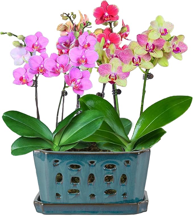 W&W Orchid Pot with Holes and Saucer for Repotting, Teal, 9.7 Inches