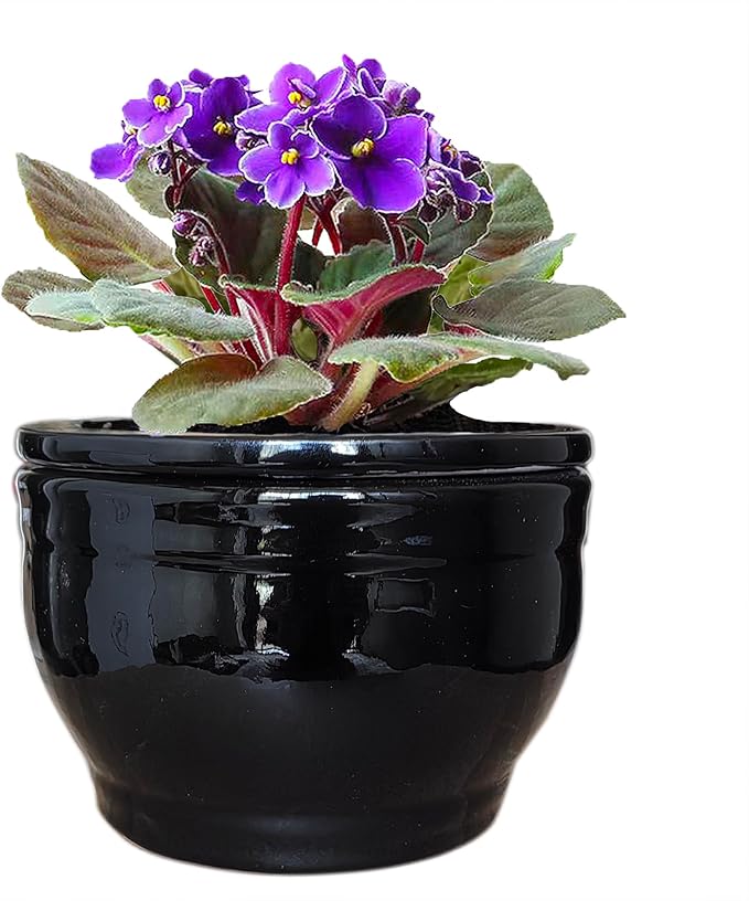 African Violet Pots Self Watering Round Ceramic Violet Pot (Black, 6 inch)