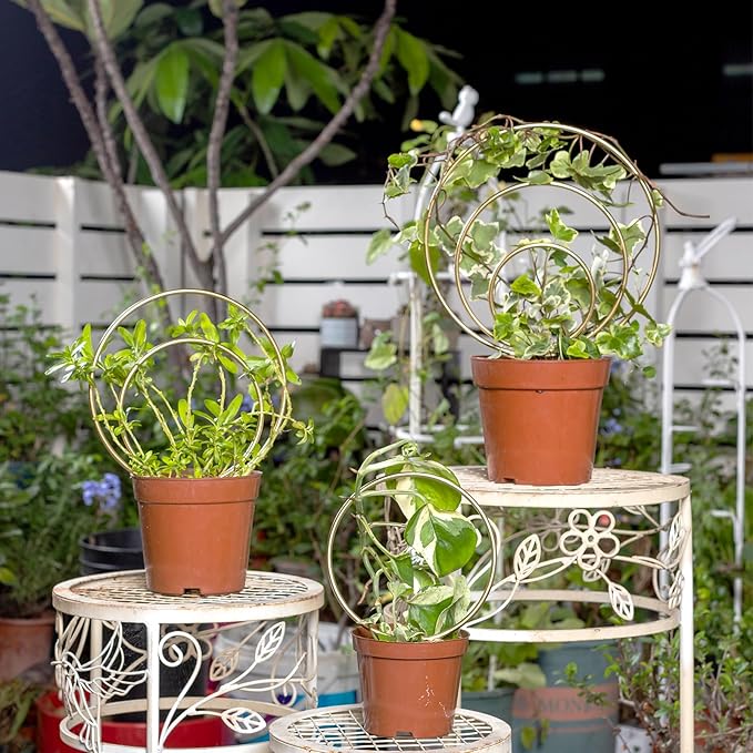 Mirthdino Hoya Trellis- Metal Plant Trellis Indoor 3-Pack for Climbing Plants - Gold Small Garden Trellis for Ivy and Flowers - Unique Patterns - Outdoor Potted Plant Support