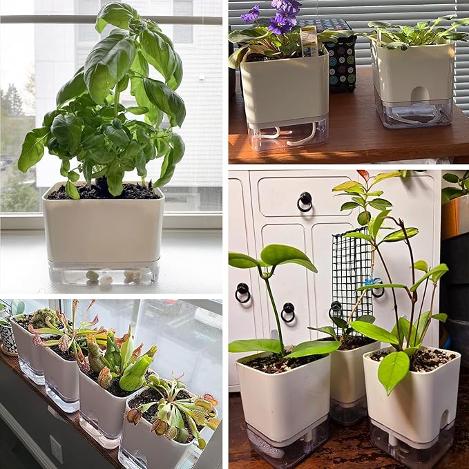 Planterhoma 6 Pack-5.5 Inch Self Watering Plant Pots for Indoor Plants, Square Self-Watering Planters Box Transparent for Devil's Ivy, Spider Plant, Orchid, African Violet
