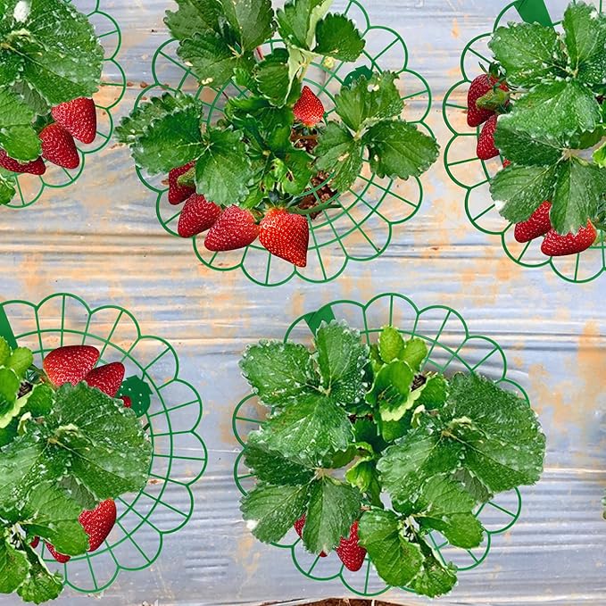 Iceyyyy 6 Pack Strawberry Plant Stand Supports-Strawberry Plant Support Stand Rack with 4 Support Feets-Growing Frame Holder Cage to Keep Berries Clean and Prevent Rot(6 Pack)