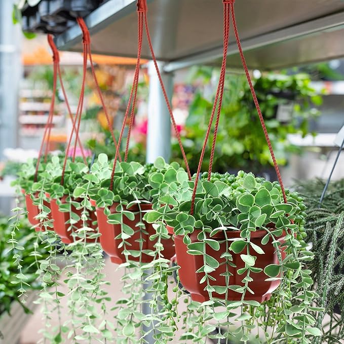 Roshtia 50 Pcs 5.9 inch Plastic Hanging Plant Pots with Hooks Flower Pots Baskets Outdoor Hanging Nursery Planter Holder for Home Garden Balcony Porch(Brown, 5.9 inch)