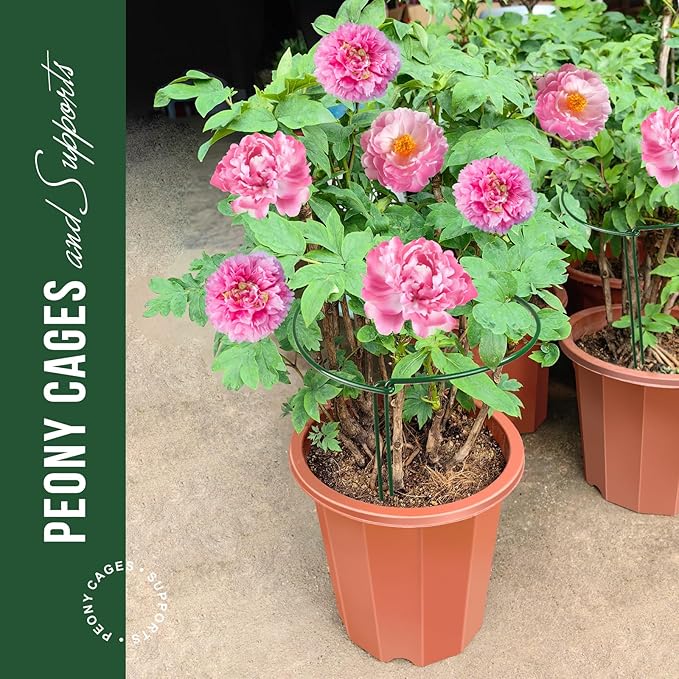 LEOBRO 6 Pack Plant Support Plant Stakes, Metal Peony Support, Garden Plant Supports, Plant Cage, Plant Support Ring, Plant Support Stakes for Peony, Tomato, Hydrangea, Indoor Plants, 9.8 W x 15.7 H