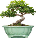 Bonsai Pots 11 Inch - Ceramic Succulent Pots with Drainage Hole, Oval Planter for Indoor Outdoor, Decorative Ceramic Flower Pot, Home Garden Room Decor, Plant Lover Gifts, Green
