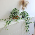 Fake English Ivy Plants in Pots Set of 2 – Realistic Artificial Ivy Greenery for Home Decor, Tabletop, Office, Shelf, Balcony, Lifelike Faux Hanging Vines, No Maintenance Required - White and Green