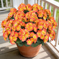 Artificial Fall Flowers for Outdoors, 6 Bundles Realistic Silk Fake Geraniums, No Fade Autumn Faux Plants for Hanging Baskets, Window Boxes, Planters - Porch, Patio, Garden Decor(Sunset)