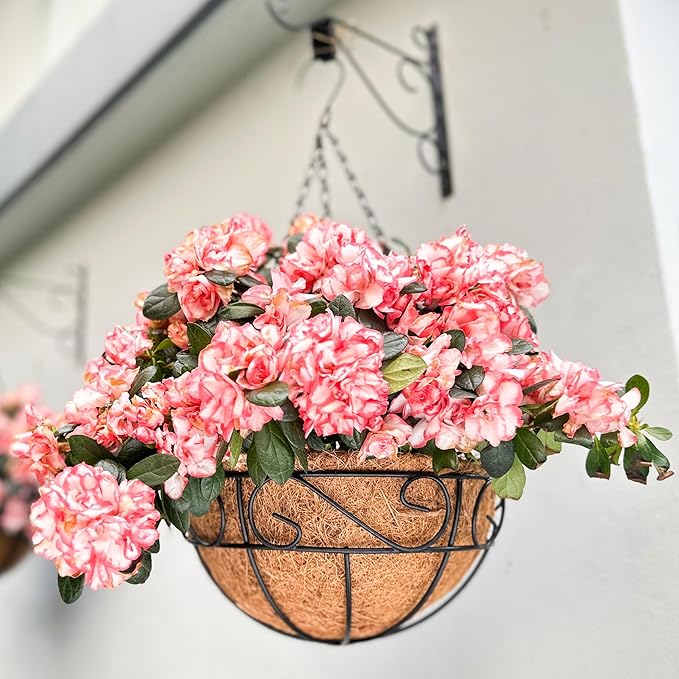 LaLaGreen Hanging Planter for Outdoor Plants (14 Inch, 2 Pack) Black Hanging Baskets with Coco Liner, Metal Wire Flower Basket Pots with Hook Hanger Balcony Porch Farmhouse Country Style Garden Decor