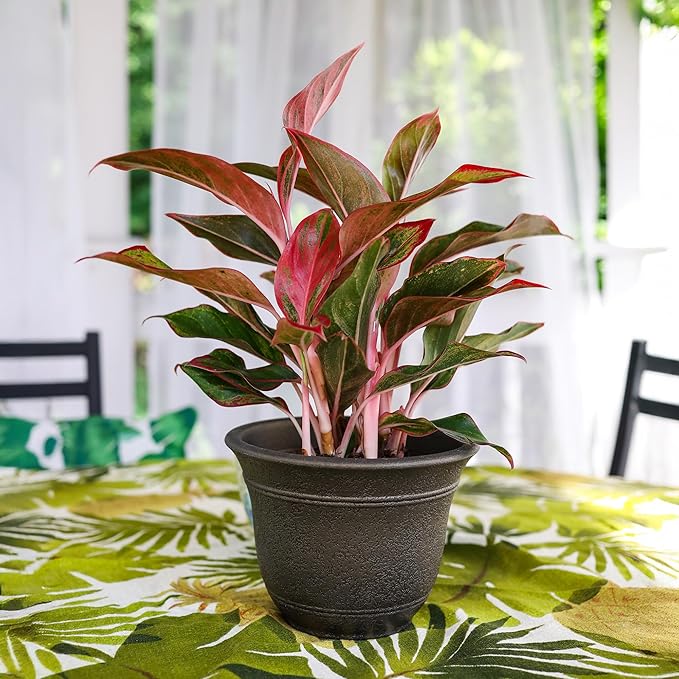 The HC Companies Sierra Round Self-Watering Pot - Lightweight Plastic Planter for Herbs & More - Durable Plant Pots for Indoor Plants & Outdoor Plants (16” Celtic Bronze, Pack of 1)