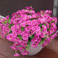 Artificial Flowers for Outdoors, UV Resistant Fake Silk Morning Glory, Realistic Faux Plants for Outside Porch Patio Window Box Hanging Planter (16, Fuchsia)