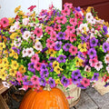 Artificial Flowers for Outdoor, UV Resistant Fake Silk Flowers, Realistic Faux Plants for Outside Indoor Porch Patio Window Box Planter Home Decor (14, Yellow Purple Rosy Pink)