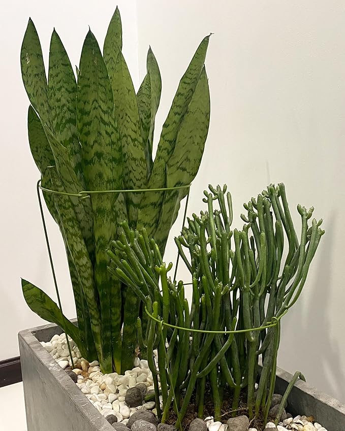 5 Pack Plant Support Stakes, Adjustable Plant Ring Cages with Green Rubber Wrapping, Ideal for Orchids, Indoor and Outdoor Potted Plants, 6" Wide x 11" High
