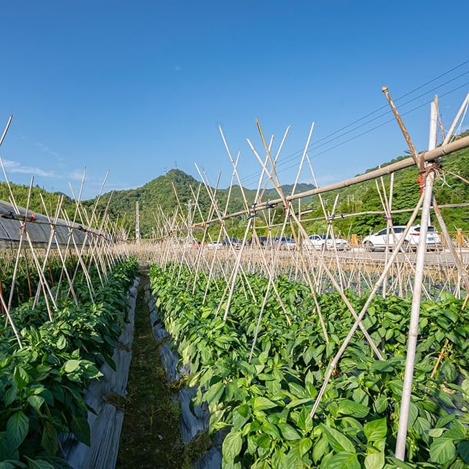 Plant Stakes, 3FT Natural Bamboo Garden Stakes, 25Pcs Bamboo Plant Stakes,Bamboo Sticks for Tomato,Beans,Vegetable and Climbing Plants