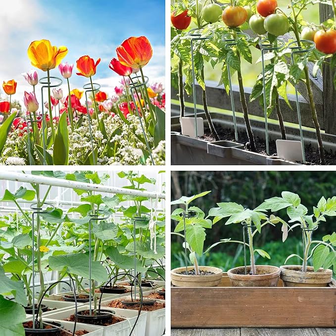 36 Inch 12 Packs Plant Support Stakes,Garden Single stemmed Plant Support Hoops, Plant Prop, for Flowers,Orchid, Tomatoes Peony Lily Rose (36 inch)
