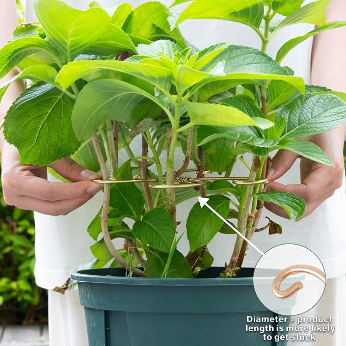 Monstera Plant Stem Support Set of 5 - Durable 7.5in Indoor Stabilizers for Fishbone Cactus - Enhances Growth & Home Decor - Ideal Plant Care Solution