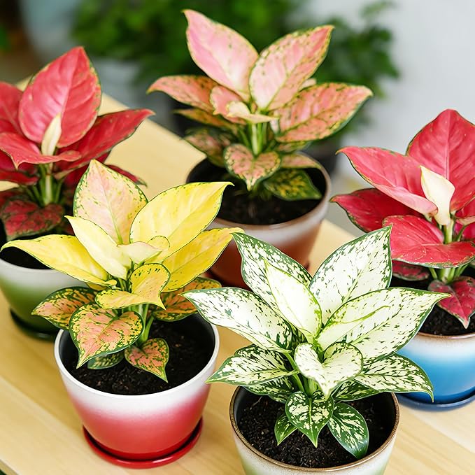 Worth Garden Plastic Round 8" Plant Pots - Set of 6 Multicolor Small Gloss Flower Pot Planters with Drainage Hole and Saucer - Home Decorative Christmas Containers