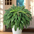 128 Leaves Fake Ferns, Large Artificial Boston Fern, Faux Fern Plants for Home, Office, Garden Indoor Outdoor Decoration(49 inch,1pack)