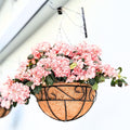 LaLaGreen Hanging Planter for Outdoor Plants (16 Inch, 6 Pack) Hanging Baskets with Coco Liner, Black Metal Wire Flower Basket Pots with Hook Hanger Balcony Porch Farmhouse Country Style Garden Decor