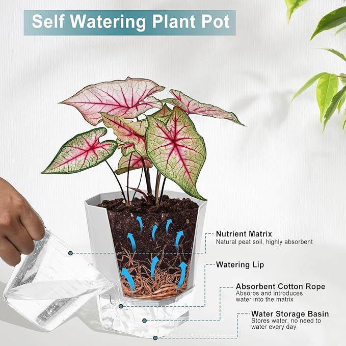3 Pack Self Watering Flower Pots 6.5 Inch, Plant Pots for Indoor Outdoor, Self Watering Planters with Wick Rope and Clear Reservoir