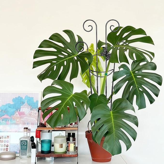 Coomin 32.6in Monstera Plant Support for Indoor Plants, 2P Trellis for Climbing Plants Indoor, Plant Climber Stakes for Potted Plants