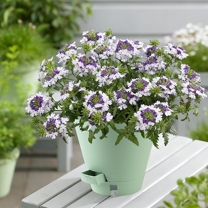 Self-Watering-Pots-for-Indoor-Plants, 8 Inch Flower Pots for Indoor Plants, 3 Packs Plastic Planters with Drainage Holes and Saucers
