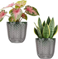 QCQHDU 2 Pack Self Watering Pots, 5.7 Inch Flower Pots with Drainage Holes and Water Filling Port, Garden Planter for Indoor Outdoor Plants (Gray)