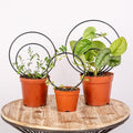 Mirthdino Premium Hoya Trellis - Unique Metal Plant Support for Climbing Plants - Set of 3 Different Sizes - Ideal for Indoor and Potted Plants