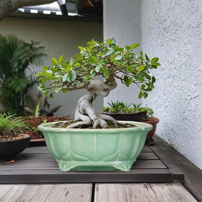 Bonsai Tree Pot - 13.2 Inch Large Ceramic Succulent Planter for Indoor Outdoor, Oval Plant Pot with Drainage Hole, Decorative Flower Pots, Home Decor, Gifts for Plant Lovers, Green