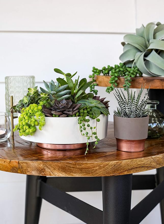 The HC Companies 6 Inch Round Plastic Succulent Capri Bowl Decorative Indoor Flower Succulent Planter Pot with Drain Plug Hole, Artisan Taupe with Copper Bottom Color (2 Pack)