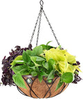 Arcadia CB02 Emerald Series Round Hanging Basket Planters, 16-Inch