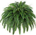 Single Silky Artificial Boston Fern Bush, 43Inch Large Artificial Ferns for Outdoors, Large Faux Ferns Artificial Plants,Suitable for Decorating Office, Living Room Faux Greenery,69Branches