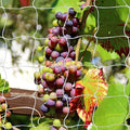 Tcamp Trellis Netting for Plants (5Ft x30Ft, 3.5" Square Mesh Ployester, 2Pack)