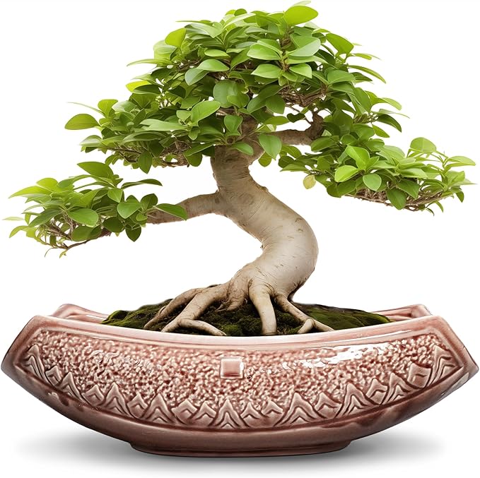 Large Bonsai Pots - 18 Inch Ceramic Succulent Pots with Drainage Hole, Bonsai Planter for Indoor Outdoor Plants, Ceramic Flower Pot, Decorative Plant Pot, Home Decor, Birthday Gifts, Red-Brown