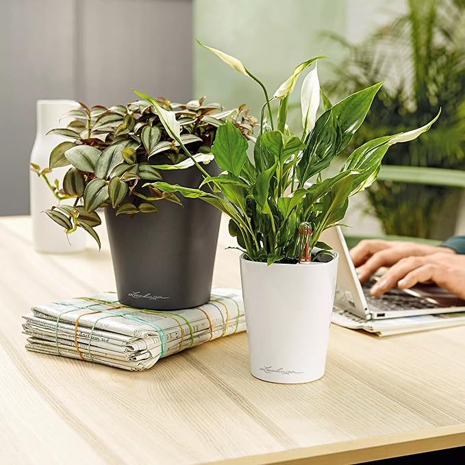 Lechuza 14903 Deltini Self-Watering Planter for Indoor and Outdoor Use, 6" x 6" x 7", Charcoal