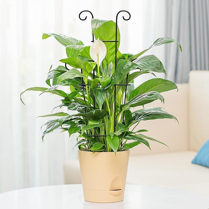 Plant Trellis for Potted Plants 2p, Larger 23in Garden Trellis for Climbing Plants Indoor Outdoor, Rustproof House Plant Support Stakes for Pothos Hoya Ivy Flower