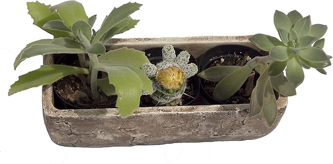 Classic Home and Garden Dakota Rectangular Planter Box w/Drain Plug - Small Succulent Pots for Window Sills & More - Shallow Trough Planter for Indoor Outdoor Use (8” Earth Moss Gray)