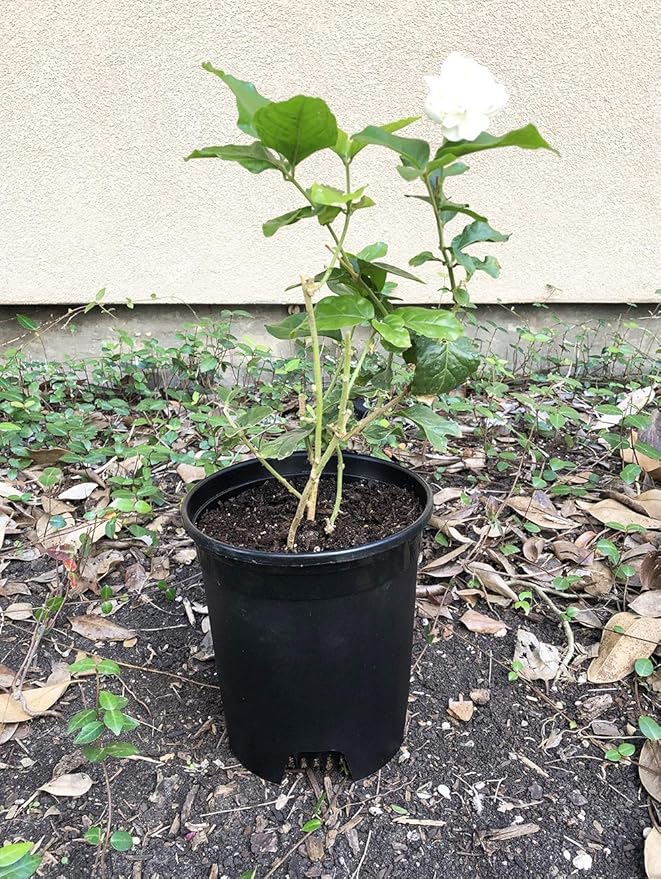 10 Pack Plastic Black Plant Pots Nursery Gardening Planters 4 in to 7.5 Inch Small Medium Plants 0.25 0.35 0.5 1 1.5 Gallon for Indoor and Outdoor Plants