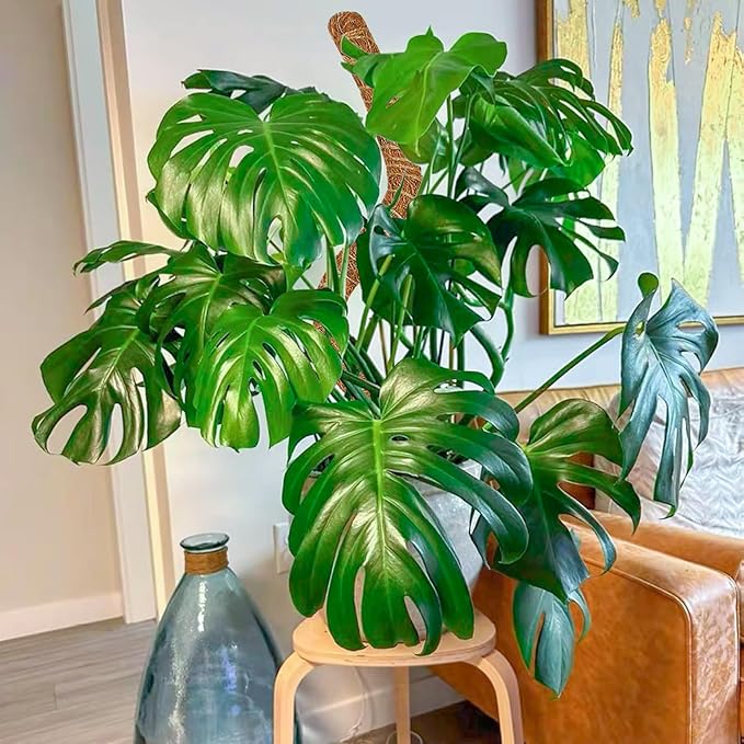 4 Pack 28 Inch Moss Pole Monstera Plant Support, Coir Moss Poles for Climbing Indoor Plants, Bendable Plant Stake Trellis for Potted Plant, Pothos, Philodendron