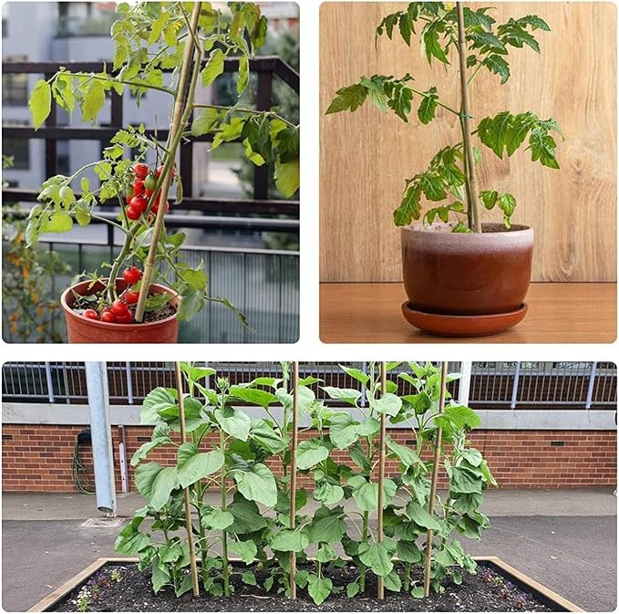 30pcs 3/10" D Thicker Heavy Duty Bamboo Stakes, 2FT Plant Stakes, Natural Garden Stakes for Tomato, Bean, Flowers,Trees Potted and Climbing Plant Support