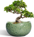 Ceramic Pots for Plants - 13 Inch Large Bonsai Pots Indoor Outdoor, Round Plant Pot with Drainage Hole, Decorative Flower Pot, Modern Unique Planters, Patio Decor, Plant Lover Gifts, Green
