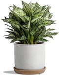 8 Inch Plant Pot: Ceramic Planter with Drainage Hole & Saucer for Indoor Outdoor Plants - Flowerpot with Bonded Tray for Home Office - Retro Style, Grey