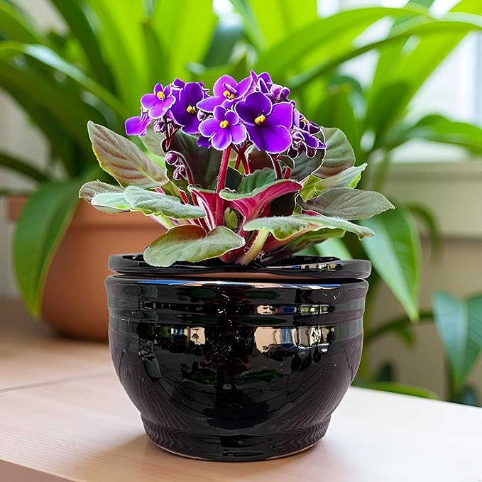 African Violet Pots Self Watering Round Ceramic Violet Pot (Black, 6 inch)