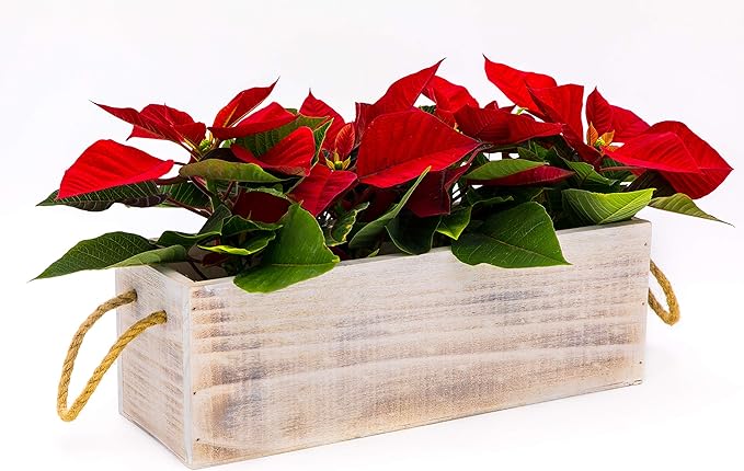 Wooden Planter Box with Handle I Rustic Whitewash I Plastic Liner l Garden Decor l Restaurant and Wedding Decorations l Table Centerpiece (12x4 w Handle Set of 4, Whitewash)
