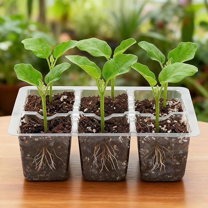 Bonviee 10 Packs Seed Starter Tray with Drainage Holes, Reusable & Durable, Clear for Root Monitoring, Easy to Repotted Without Root Damage, 6 Cells per Tray