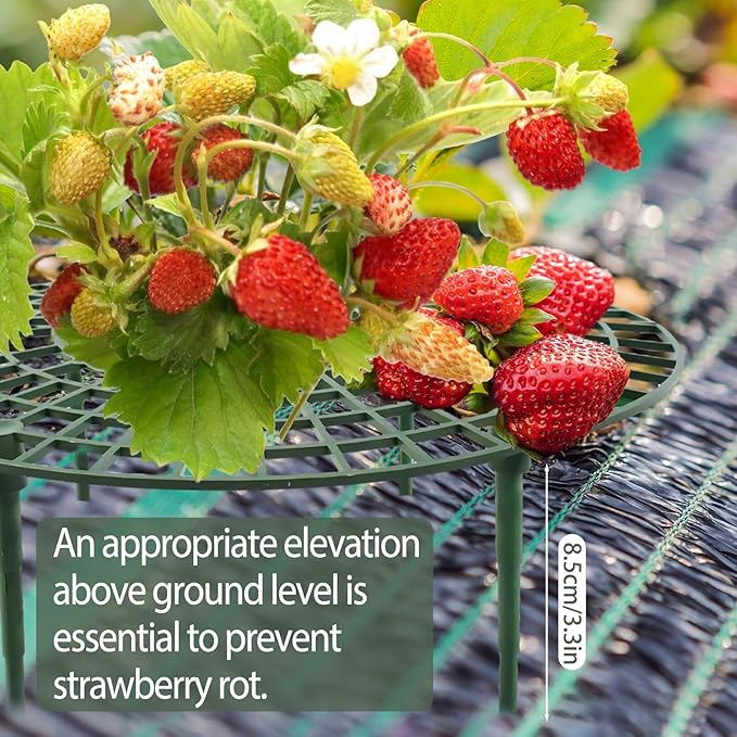 4 Sets Strawberry Plant Support with Mesh Plant Cover,Strawberry Growing Racks Sets with Iron Plant Nails and Storage Bag for Garden Strawberry Vegetables(White Net - Round)