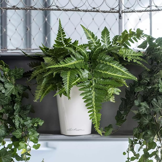 Lechuza 14900 Deltini Self-Watering Planter for Indoor and Outdoor Use, 6" x 6" x 7", White