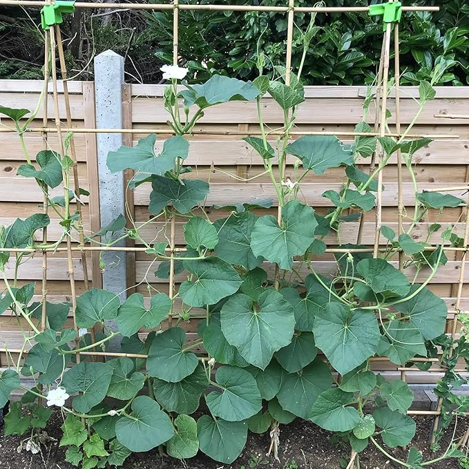 Plant Stakes 3FT, Natural Bamboo Stakes, HAINANSTRY 25Pcs Sturdy Bamboo Garden Stakes, Bamboo Sticks for Plants, Beans, Indoor and Outdoor Climbing Plants, Tomato Vegetable Stakes for Garden
