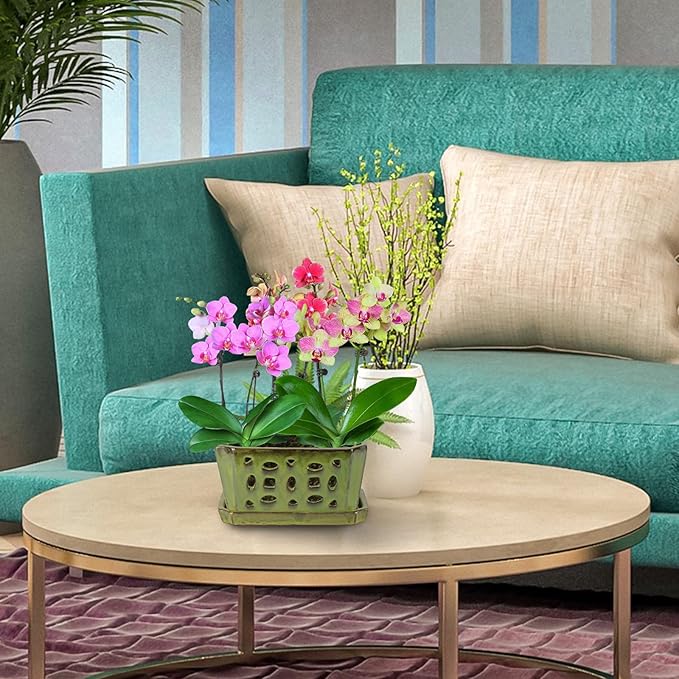 W&W Orchid Pot with Holes and Saucer for Repotting, YellowGreen, 9.7 Inch