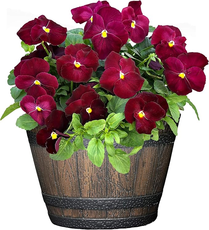 Classic Home and Garden S74CP5D-037R Whiskey Barrel Planter 5 Pack, 9", Kentucky Walnut